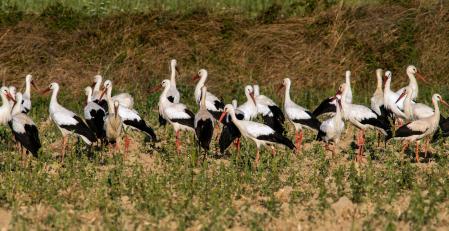 Cigüeñas de paso por Vic.