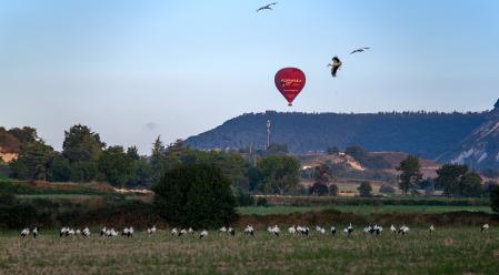 Cigüeñas de paso por Vic.