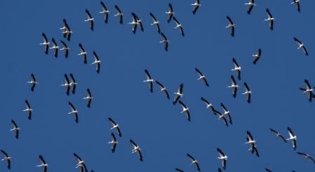 Cigüeñas de paso por Vic.