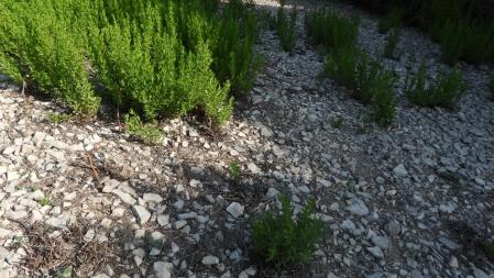 Reto visual: ¿Puedes encontrar a la libélula?