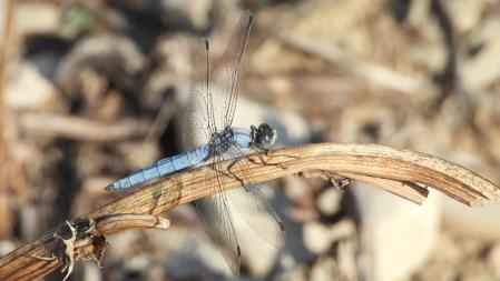 Detalle de la libélula que estamos buscando.