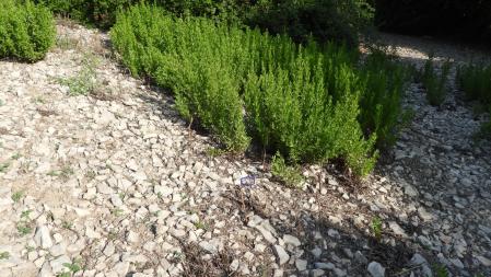 Solución al Reto visual de la libélula.