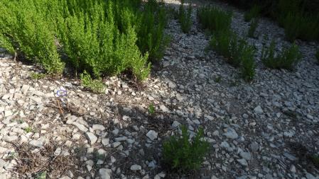 La posición de la libélula señalizada.