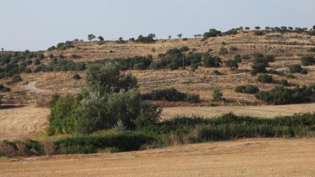 Reto visual: ¿Cuántos aguiluchos ves en esta imagen?
