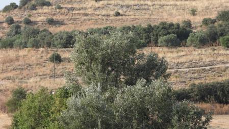 Reto visual: ¿Puedes encontrar a los aguiluchos en esta imagen?