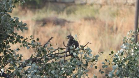 El aguilucho que buscamos.