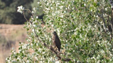 Detalle del aguilucho..