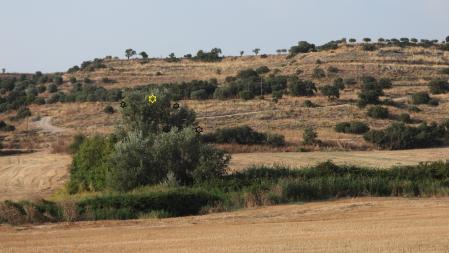 Solución al Reto de los aguiluchos (en amarillo, el milano).