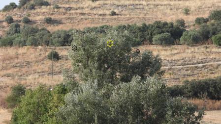 La solución al Reto visual con los aguiluchos en negro y el milano, en amarillo.