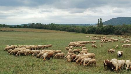 Ovejas pastando en un prado de Montmajor.