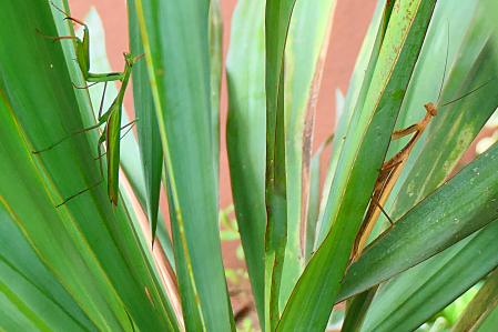 Mantis religiosa de color verde y de color paja.