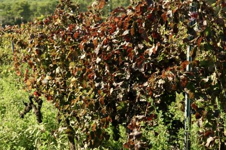 Las viñas se visten de otoño, en Torrent.
