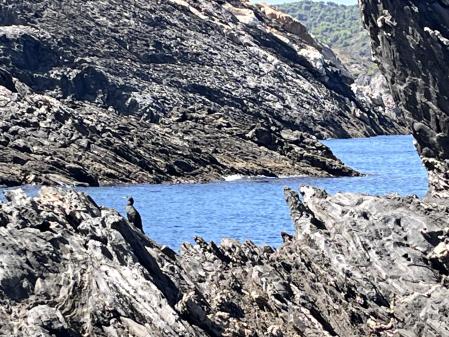El cormorán que buscamos, más en detalle.