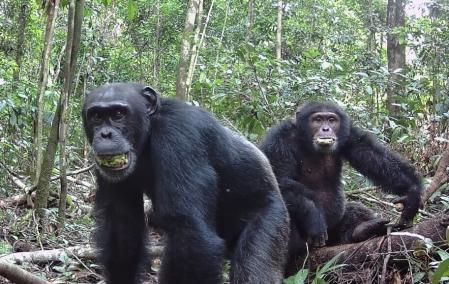 “Los chimpancés pudieron revisar sus creencias cuando surgió evidencia más confiable”
