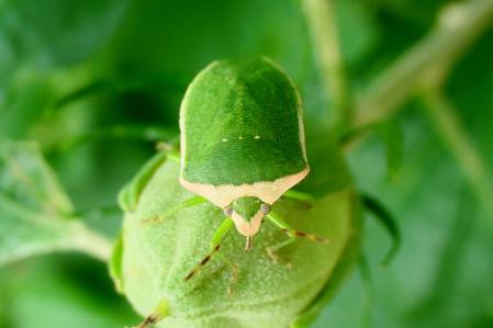 Chinche nezara viridula.