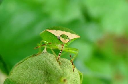 Chinche nezara viridula.