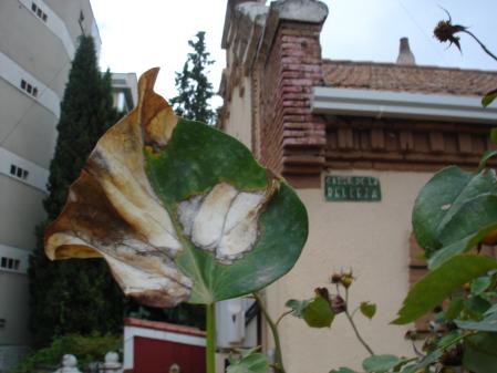 La belleza de la diversidad.
