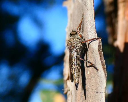 Mosca ladrona macho, en los jardines de Vilobí d'Onyar.