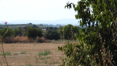 Reto visual: ¿Dónde están los dos pájaros?