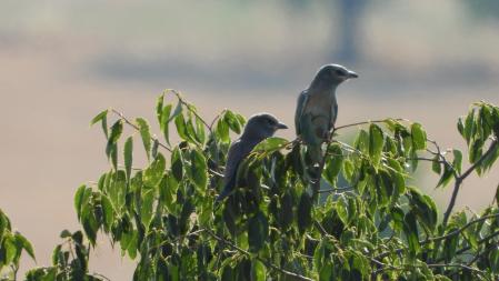 Los dos pájaros que buscamos.