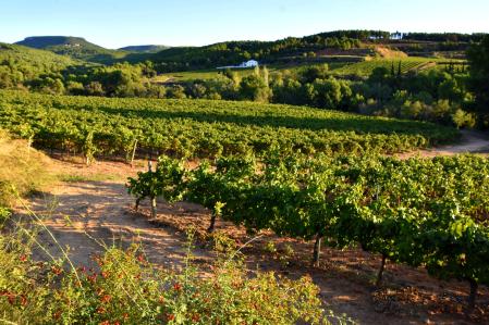 El otoño de las viñas en Torrelles de Foix.