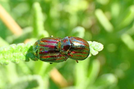 Escarabajo del romero copulando.