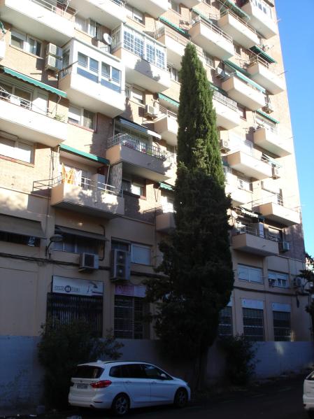 El ciprés sube hasta el quinto.