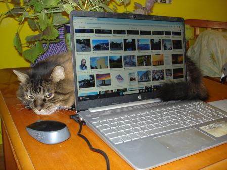 El gato acecha al ratón.