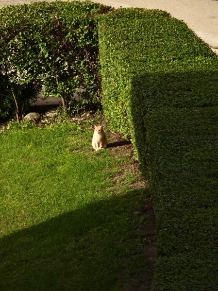 El gato amigo del sol.