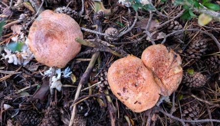 Rovelló en los bosques de Saldes.