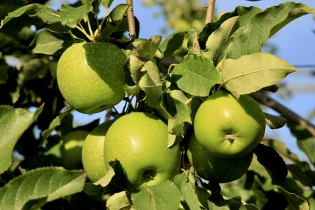 Manzanas a punto para la cosecha en Fontanilles.
