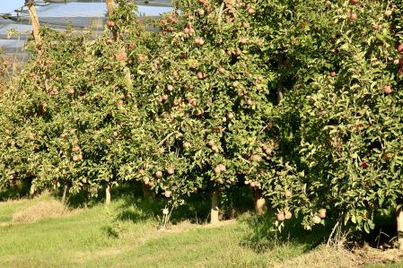 Manzanas a punto para la cosecha en Fontanilles.