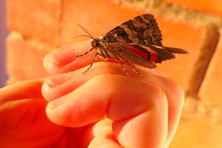 Catocala electa, encontrada en los jardines de Vilobí d'Onyar.
