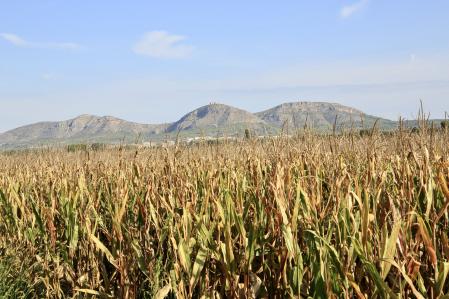 Campo de maíz en Fontanilles a punto para la cosecha.