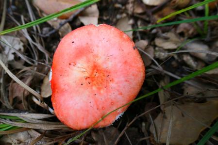 Russula rosea, en los bosques de Vilobí d'Onyar.