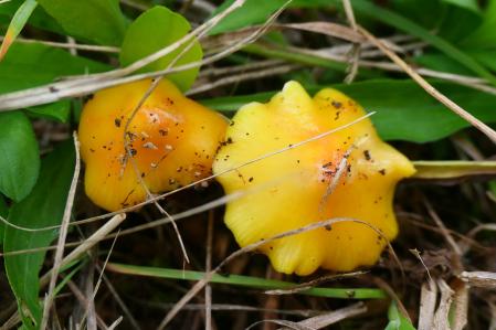 Gloioxanthomyces vitellinus en Vilobí d'Onyar.