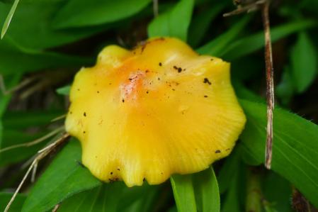 Gloioxanthomyces vitellinus en Vilobí d'Onyar.