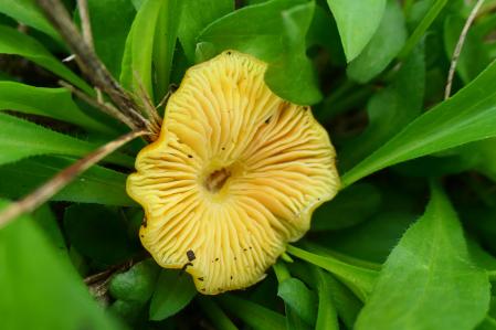 Gloioxanthomyces vitellinus en Vilobí d'Onyar.