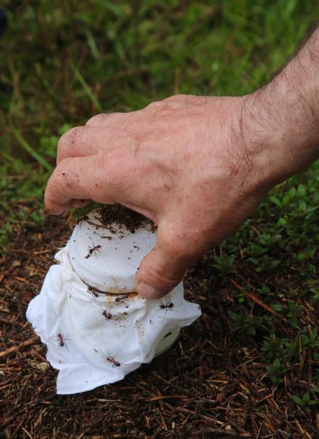 La hormiga roja de la madera porta bacterias lácticas y acéticas presentes también en la fermentación del pan de masa madre