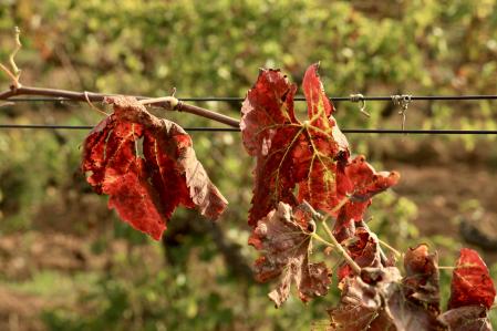 El otoño de las viñas en Torrent.