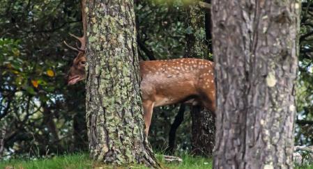 Gamos en la Alta Garrotxa.