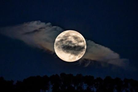 La luna de la cosecha ocultándose por Collserola deja ver la pineda en todo su esplendor.