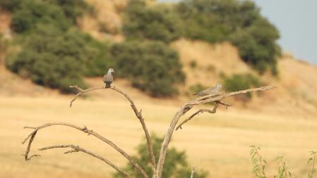 Las tórtolas que buscamos.
