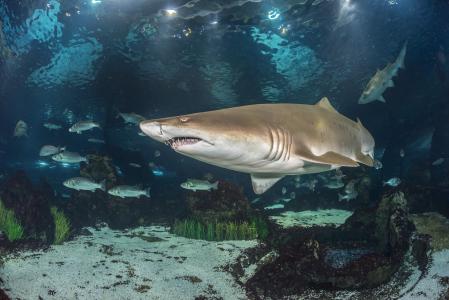 La joya de la corona de&nbsp;L'Aquàrium de Barcelona es el Oceanario, un tanque de 4,5 millones de litros de agua que reproduce un ecosistema mediterráneo con tiburones, rayas y otras especies