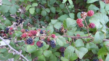 Solución al Reto visual de las moras.