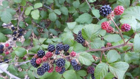 Segunda imagen de las moras, ¿ves las nueve diferencias respecto a la primera imagen?
