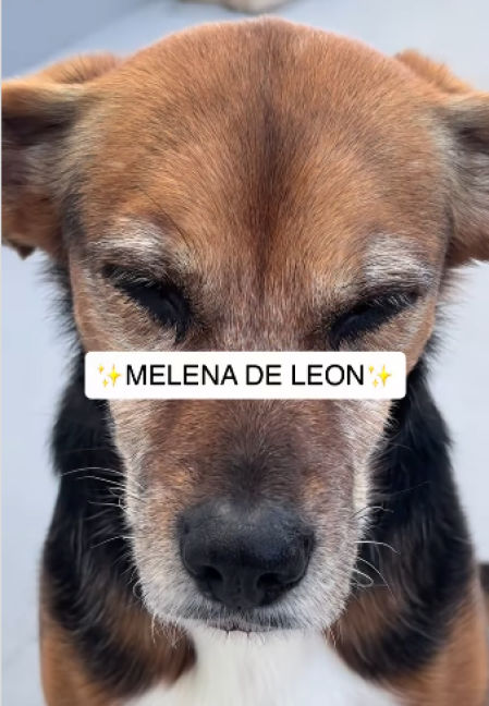 La veterinaria Carmen Barreiro recomienda que todos los dueños de perros mayores den melena de león como suplementación alimentaria