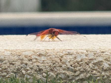Libélula roja en posición de despegue en una piscina de Calp