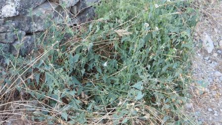 Reto visual: ¿Dónde está la mariposa?