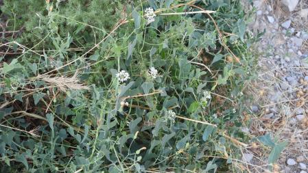 Reto visual: ¿Puedes ver a la mariposa?